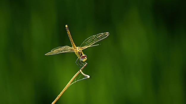 Yellow dragonfly in the sun