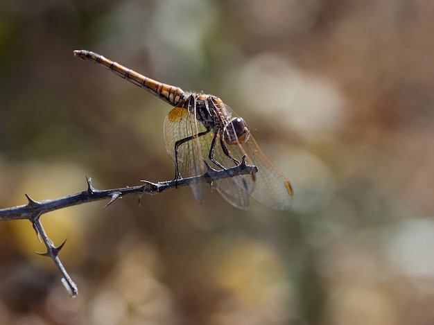 Yellow Dragonfly in their natural environment