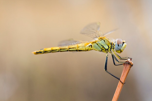 Yellow dragonfly