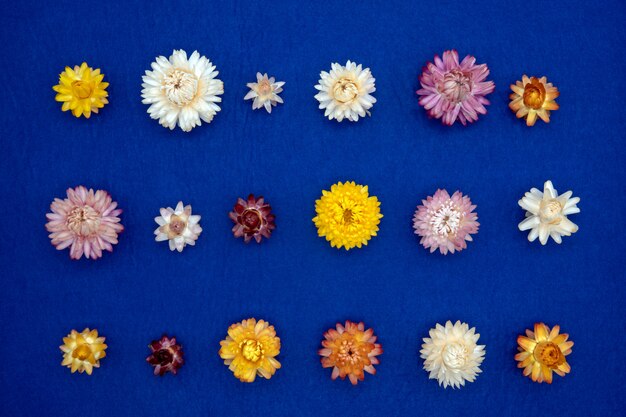 Yellow dry flowers, branches, leaves and petals pattern isolated on blue surface. flat lay, overhead view