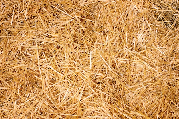 Yellow dry hay as a background Hay macro photography