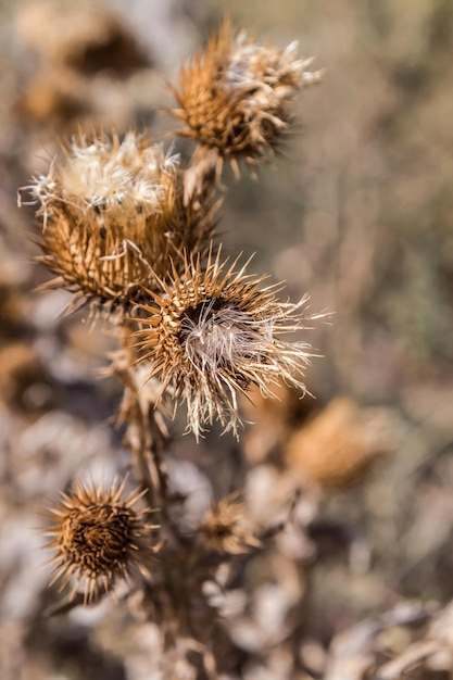 Yellow dry weeds with thorns on the buds in nature