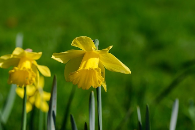 Yellow Easter flowers among the grass with a bokeh effect