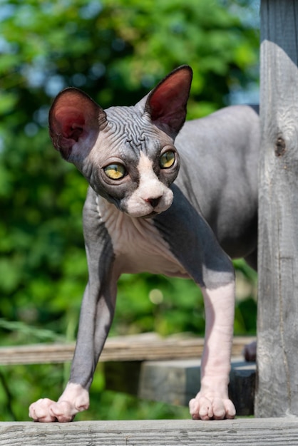 Yellow eyed sphynx hairless kitten four month old stands high on wooden planks in feline playground