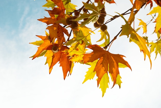 Yellow fall leaves.