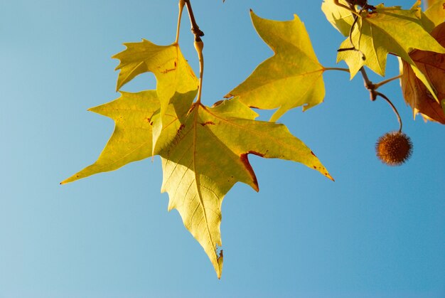 Yellow fall leaves.