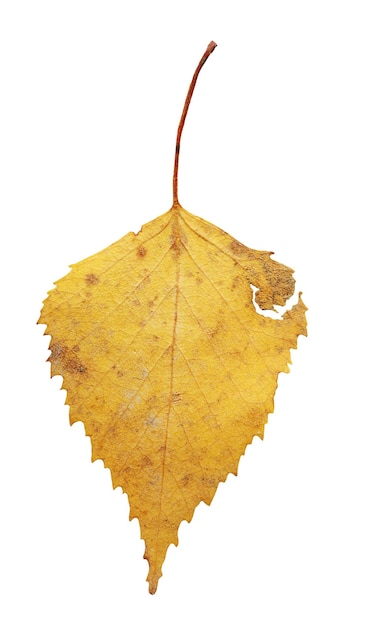 Yellow fallen leaf of birch tree isolated Autumn leaf of birch tree