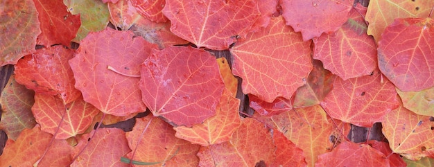 yellow fallen leaves abstract background, calendar golden fall