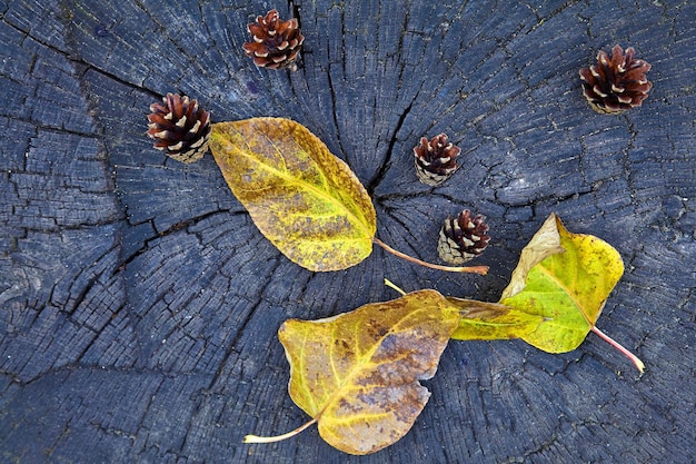 Yellow fallen leaves and dry pine cones on black cracked wooden saw cut stump