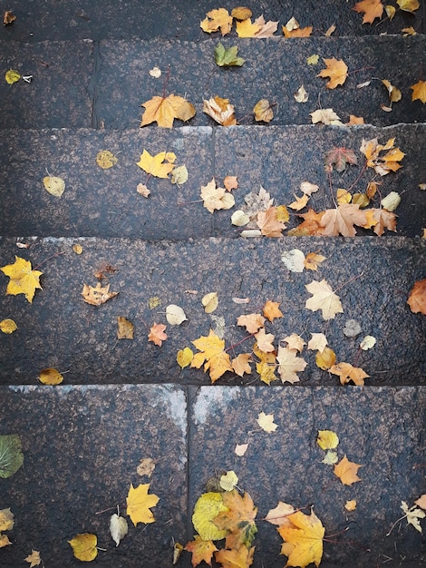 Yellow fallen leaves on wet pavint strone as a background