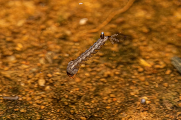 Yellow Fever Mosquito Larva