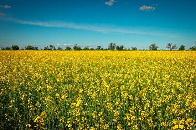 Yellow field rapeseed in bloom.