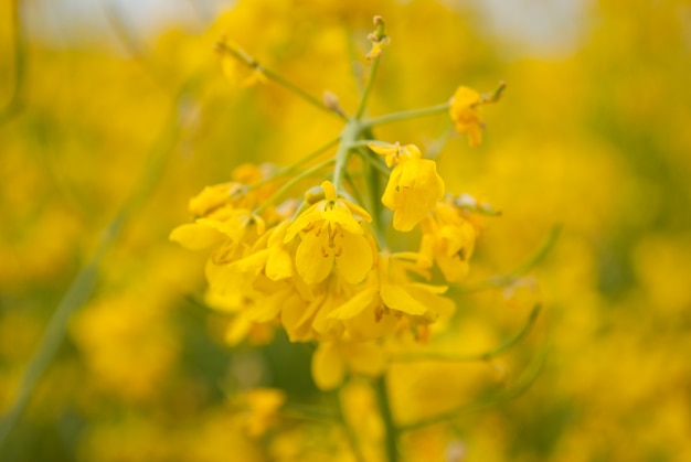 Yellow field rapeseed in bloom