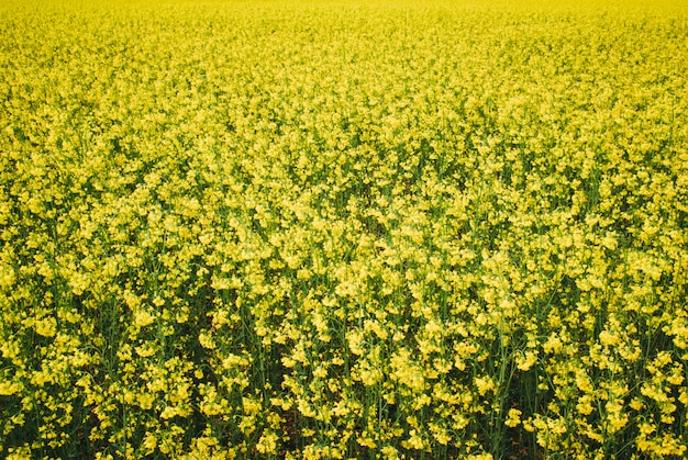 Yellow field rapeseed in bloom