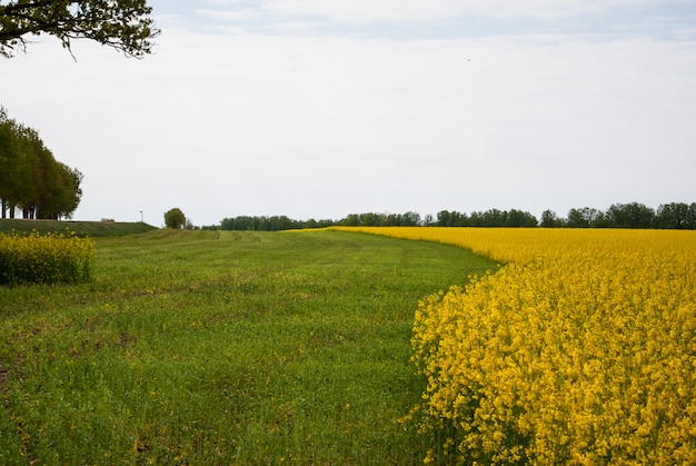 Yellow field rapeseed in bloom