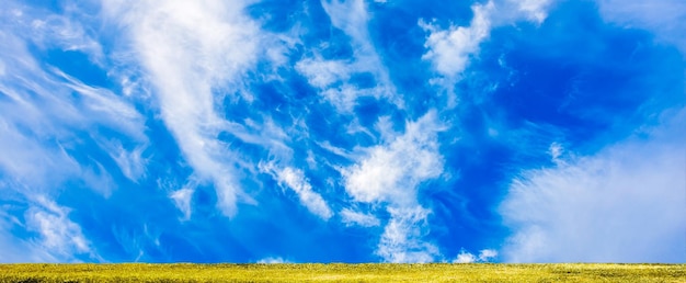 Yellow field and sky panoramic