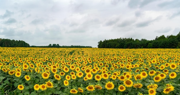 Yellow field of sunflower flowers. Colorful landscape. Wallpaper, postcard, natural background. Horizontal photo.