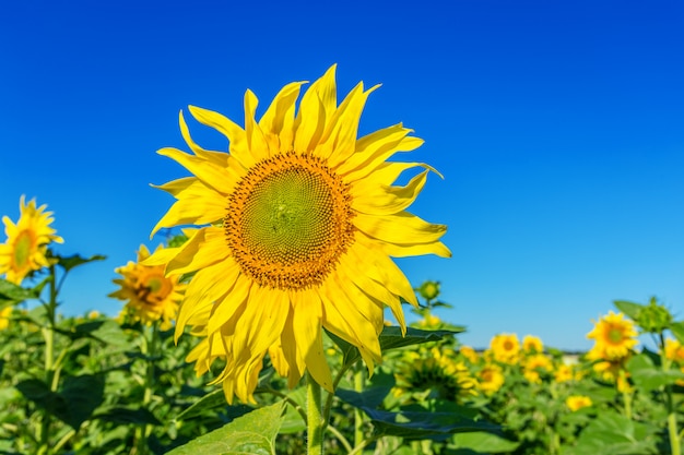 Yellow field of sunflowers