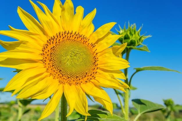 Yellow field of sunflowers