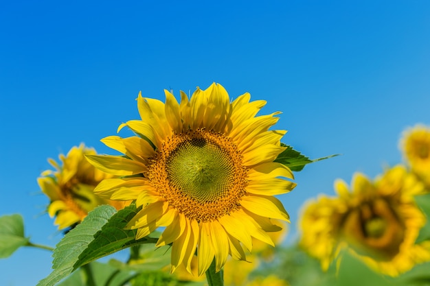 Yellow field of sunflowers