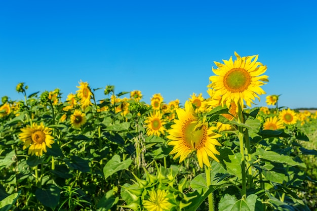 Yellow field of sunflowers