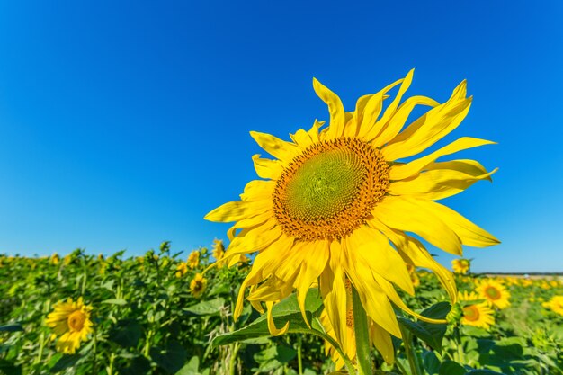 Yellow field of sunflowers