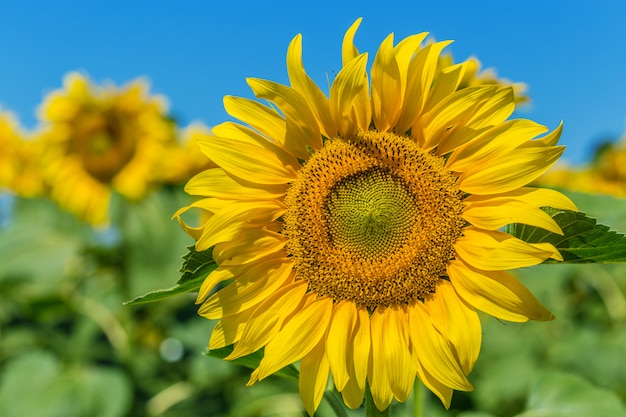 Yellow field of sunflowers