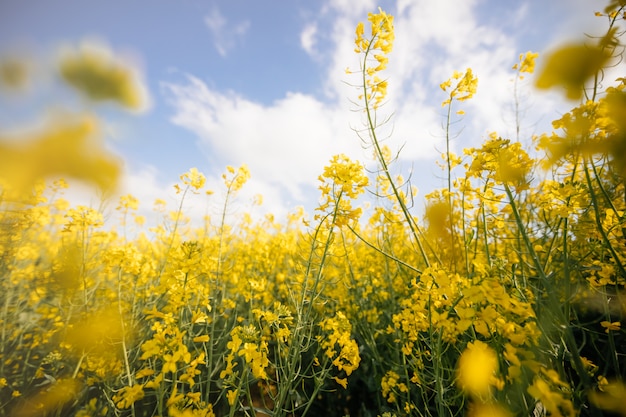 Yellow field at sunset