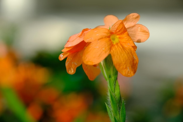 Yellow Firecracker flowers Closeup