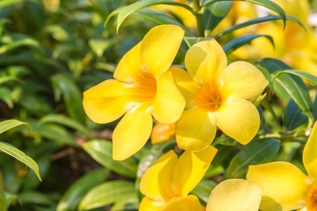 Yellow flower (Allamanda cathartica)