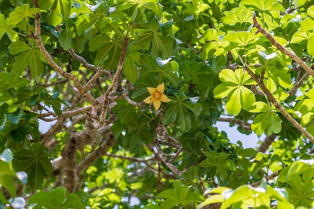 A yellow flower on a baobab tree with green leaves in the background on a sunny day on the island of Zanzibar, Tanzania, Africa