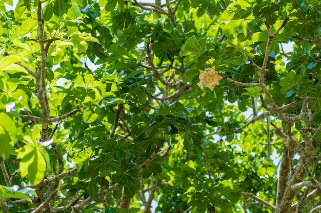 A yellow flower on a baobab tree with green leaves in the background on a sunny day on the island of Zanzibar Tanzania Africa