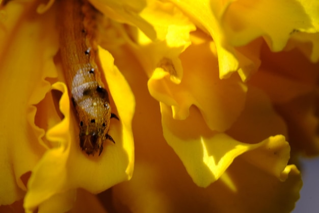 yellow flower on black background