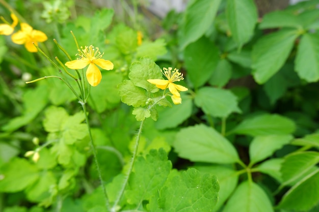 Yellow flower of celandine. Medicinal plant, the herb Chelidonia with green leaves, yellow flowers,