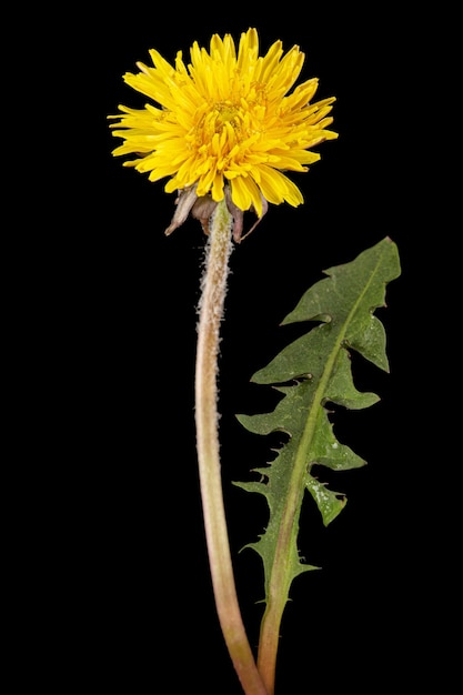 Yellow flower of dandelion isolated on black background