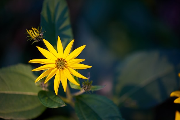 Yellow flower on a dark green space with copy space.