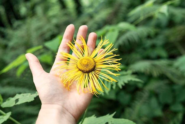 Yellow flower of elecampane officinalis in hand close up on green background Inula helenium herbs