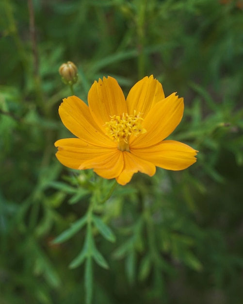 A yellow flower in a field of green