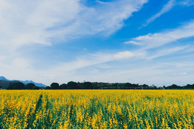 Yellow flower field known as sunn hemp with blue sky background