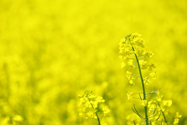 Yellow flower field