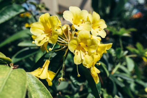 Yellow flower on a flowering bush Plant summer natural background