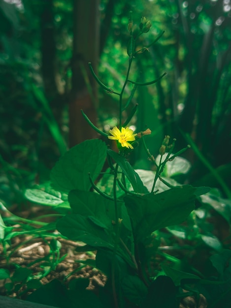 A yellow flower in the forest