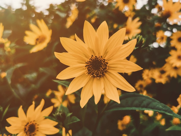 Yellow flower in the garden with vintage tone