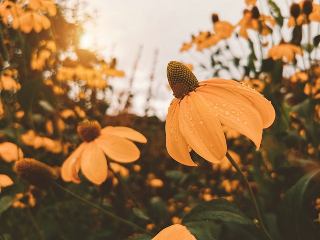 Yellow flower in the garden with vintage tone