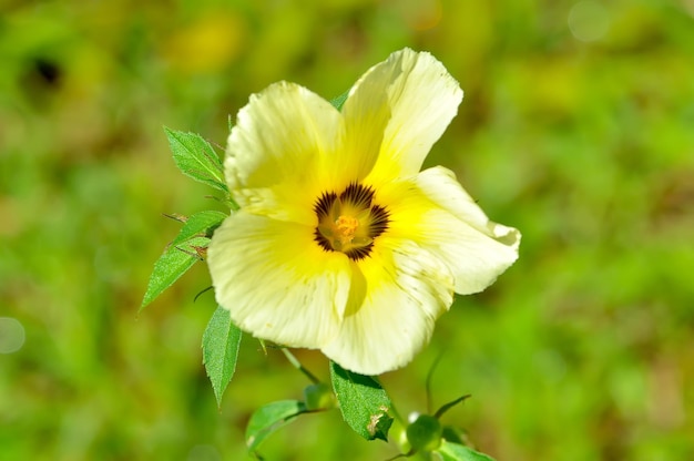 yellow flower in the garden