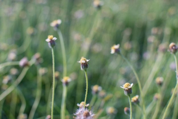 Yellow flower in garden