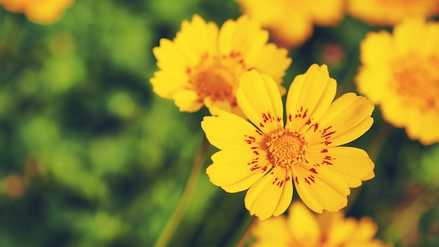 Yellow flower in the garden.