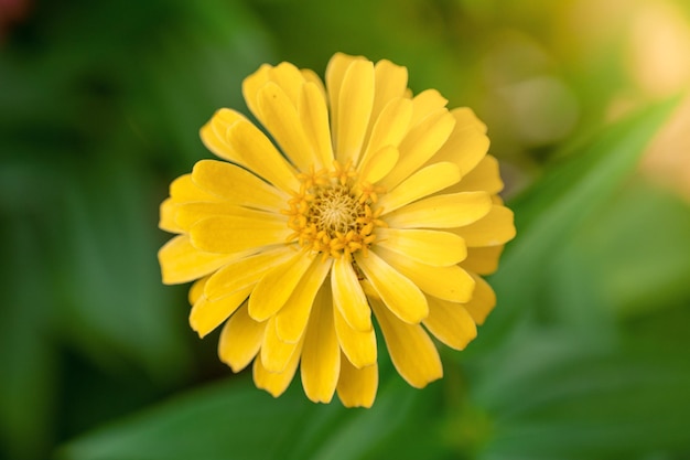 yellow flower in the garden