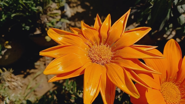 Yellow flower of Gazania rigens Treasure flower transvaal daisy