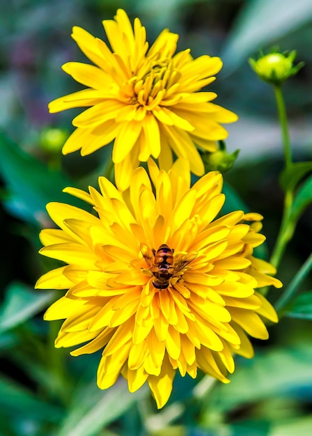 Yellow flower Golden ball closeup